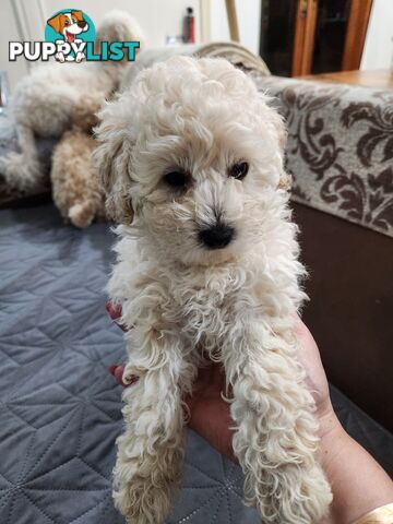 Pure Toy Poodle Puppies for sale