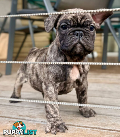 Two beautiful French baby bulldogs