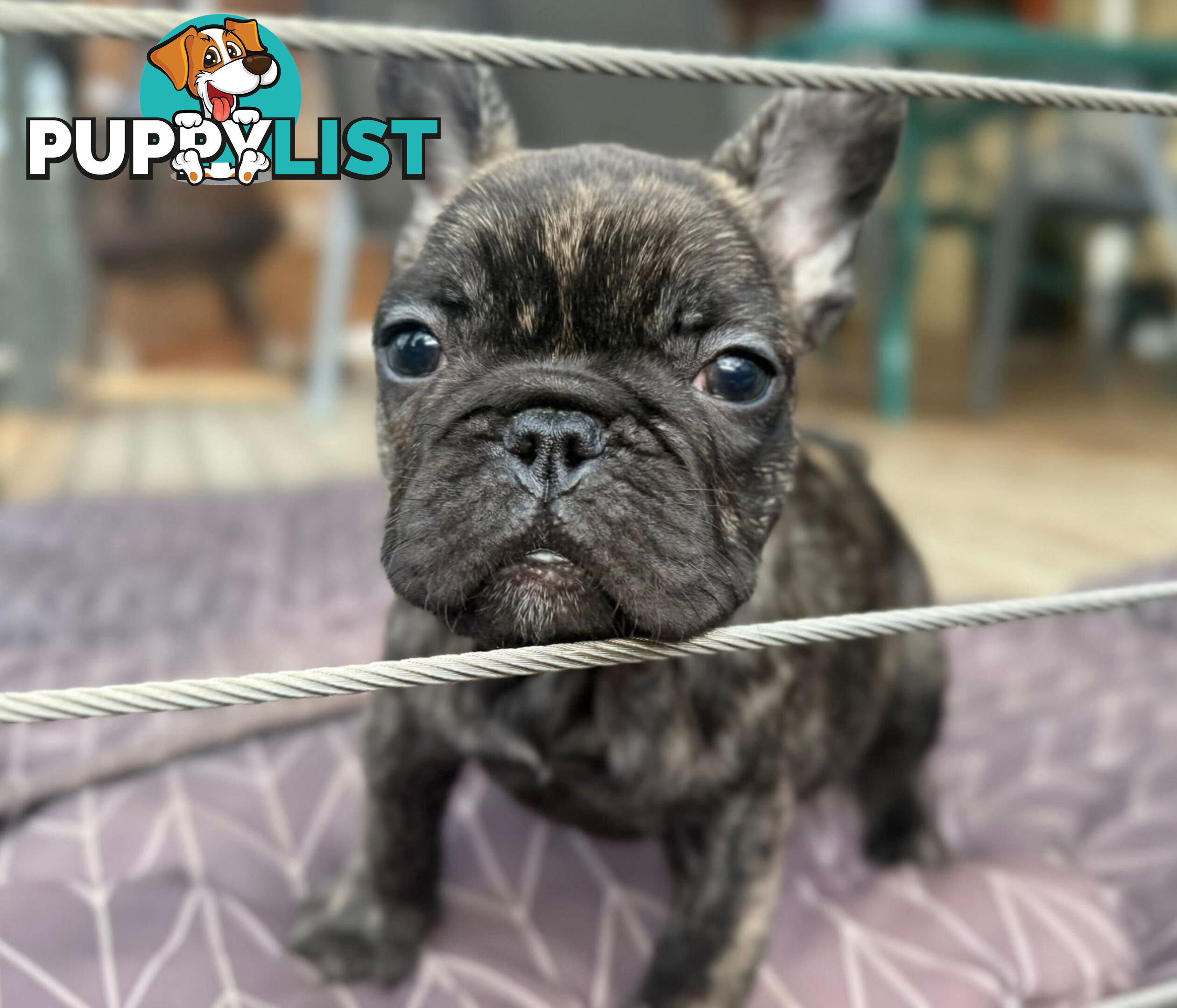 Two beautiful French baby bulldogs