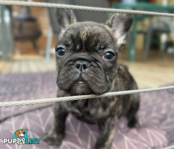 Two beautiful French baby bulldogs