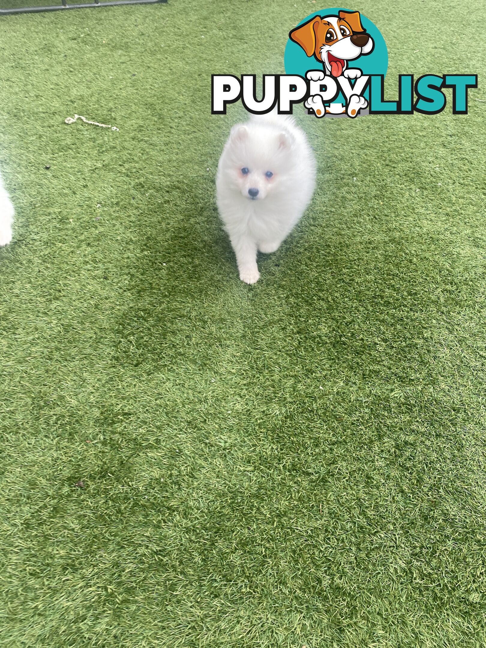 Pure bred Japanese Spitz