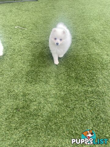Pure bred Japanese Spitz