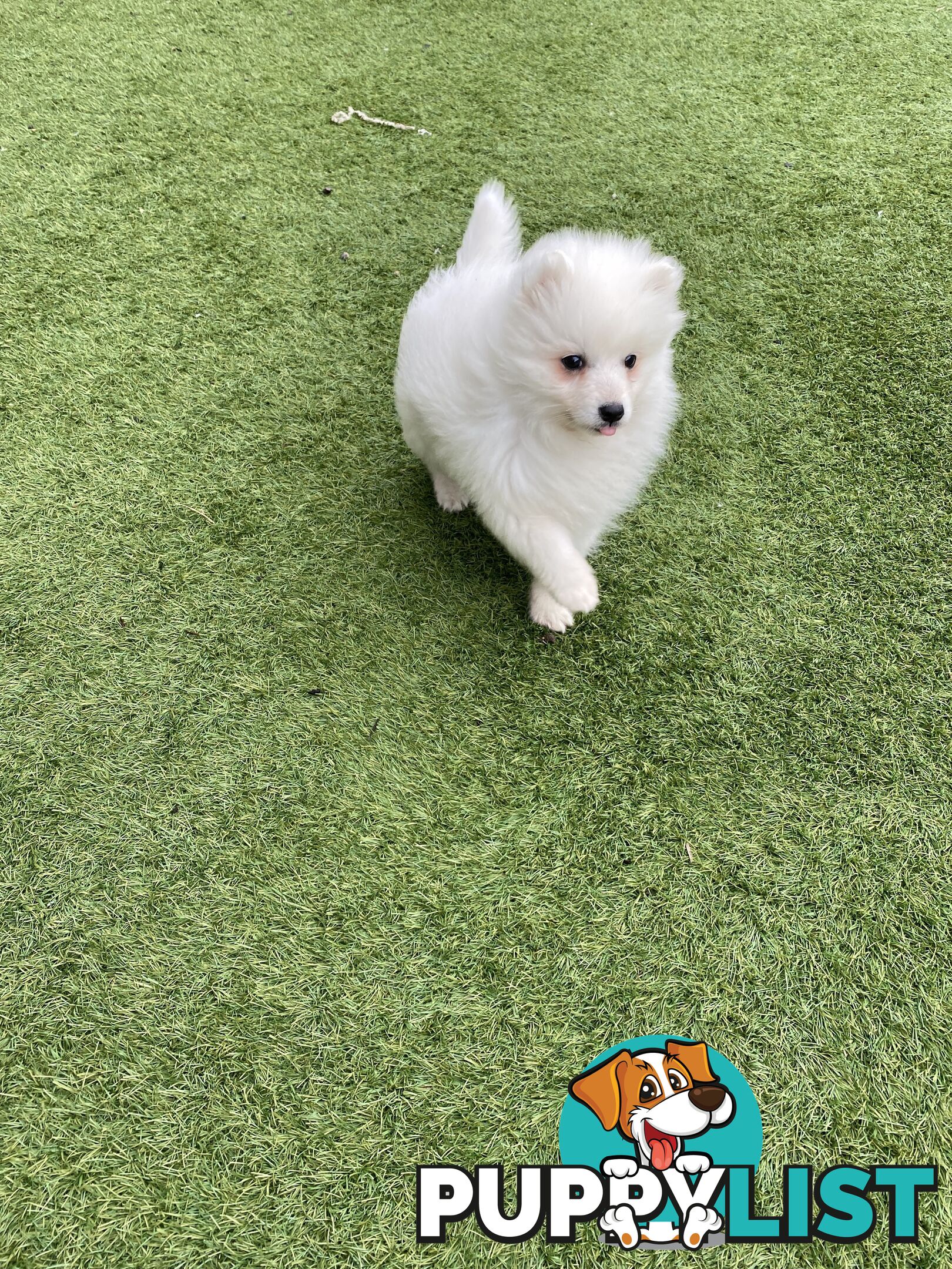Pure bred Japanese Spitz