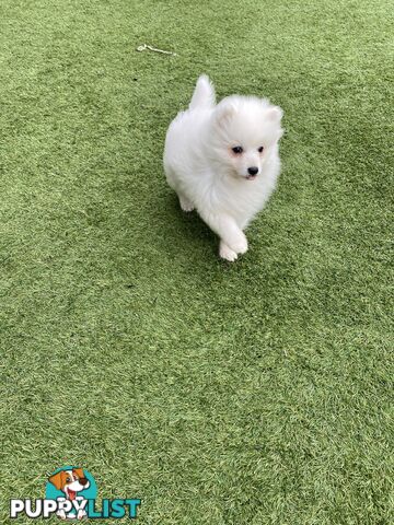 Pure bred Japanese Spitz