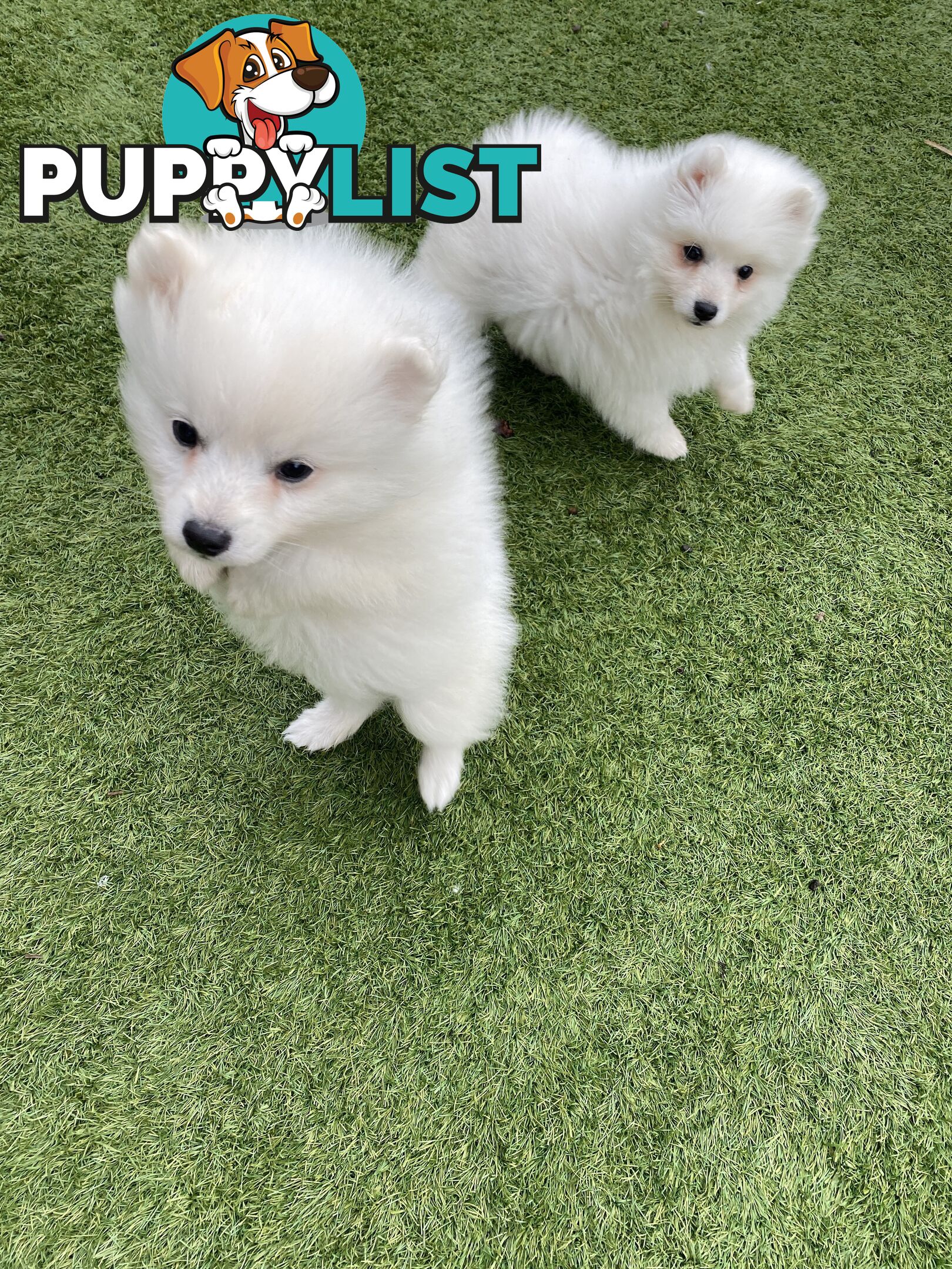 Pure bred Japanese Spitz