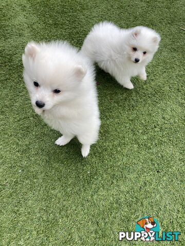 Pure bred Japanese Spitz