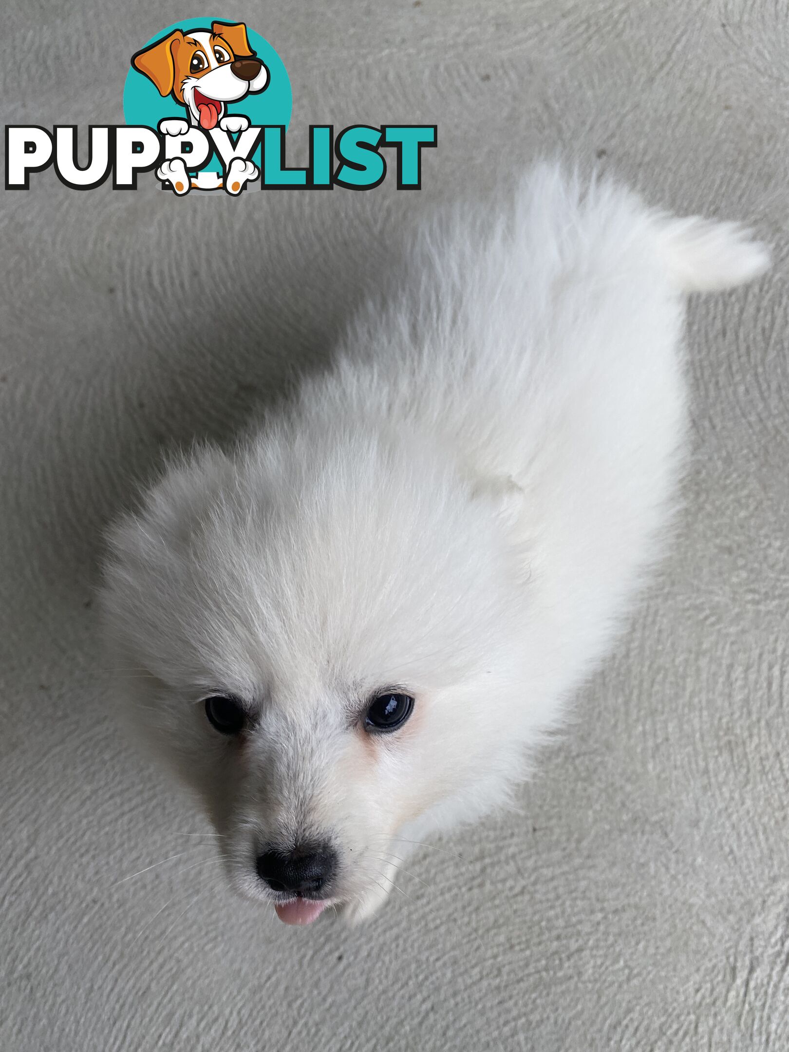 Pure bred Japanese Spitz