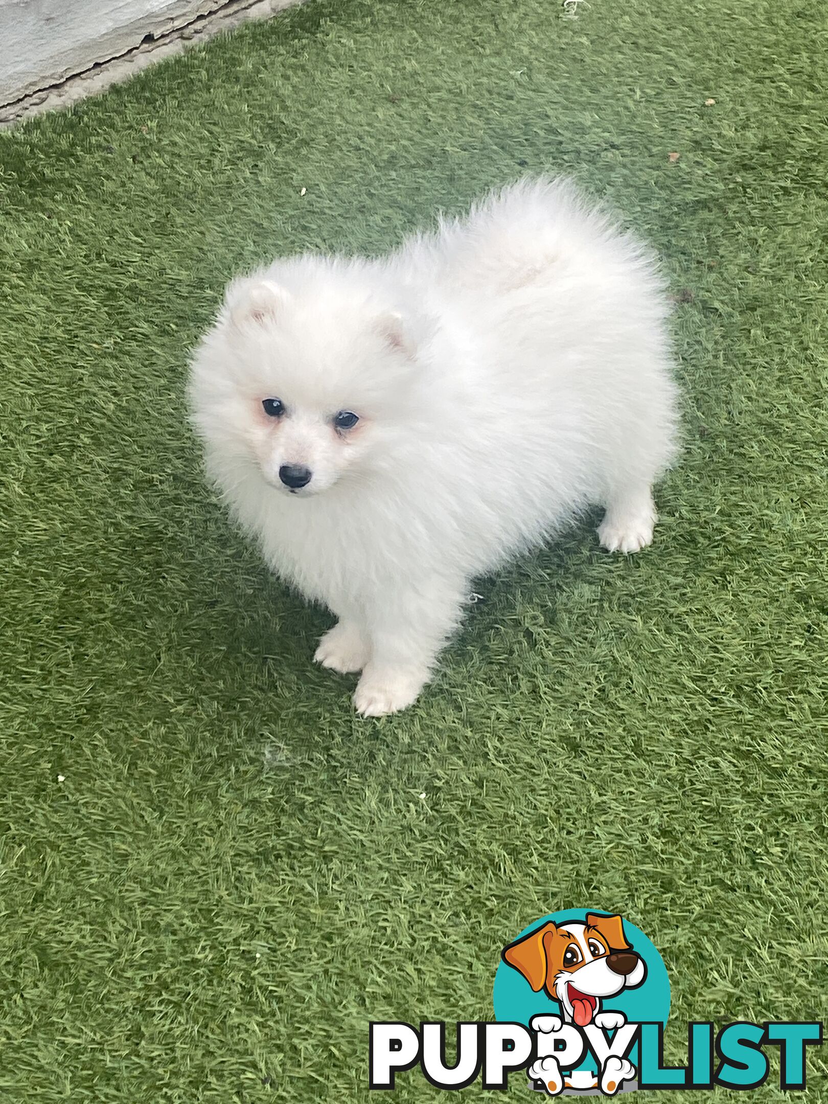 Pure bred Japanese Spitz