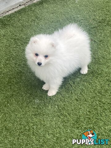 Pure bred Japanese Spitz