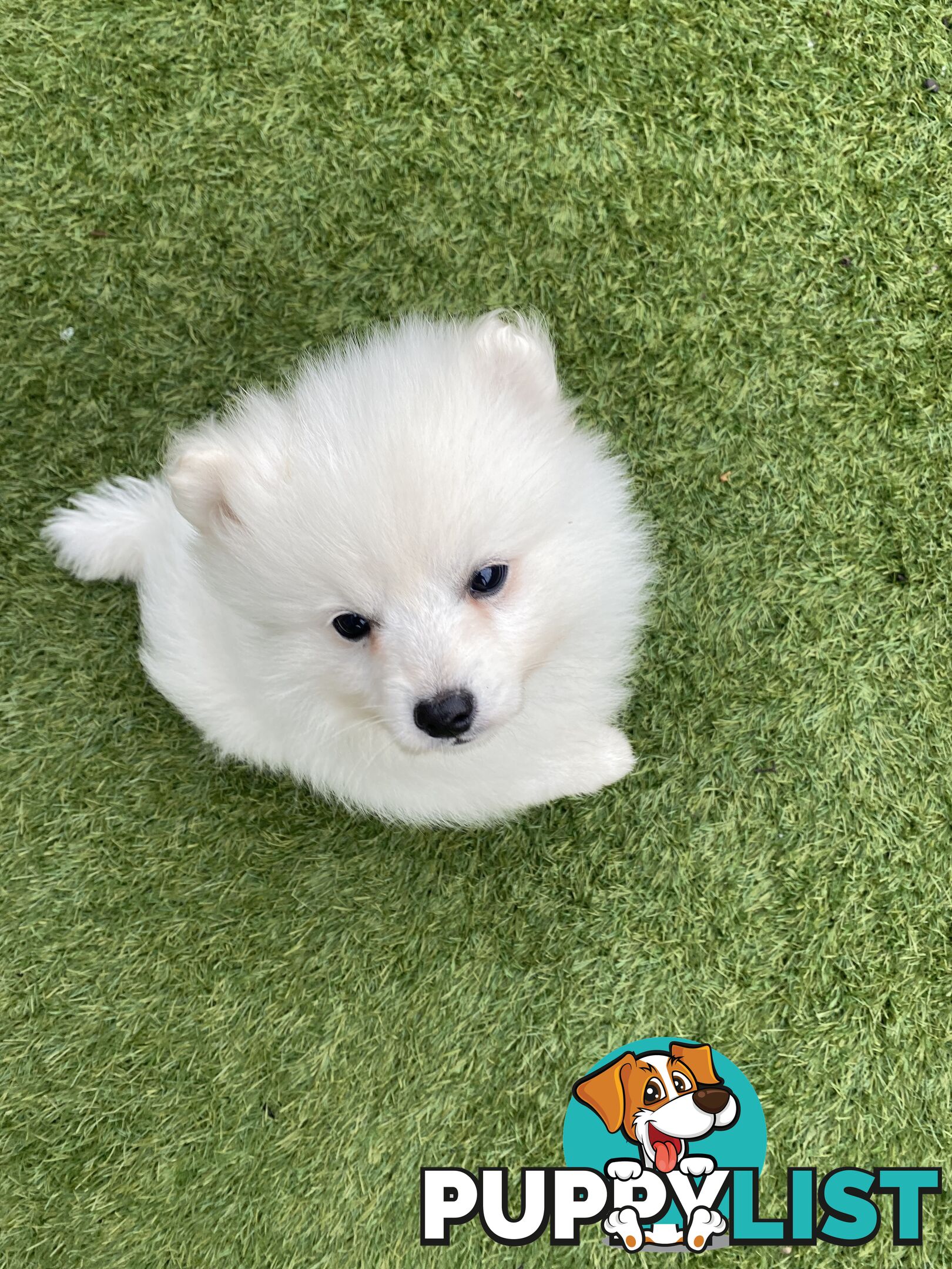Pure bred Japanese Spitz