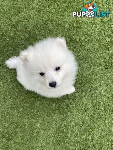 Pure bred Japanese Spitz