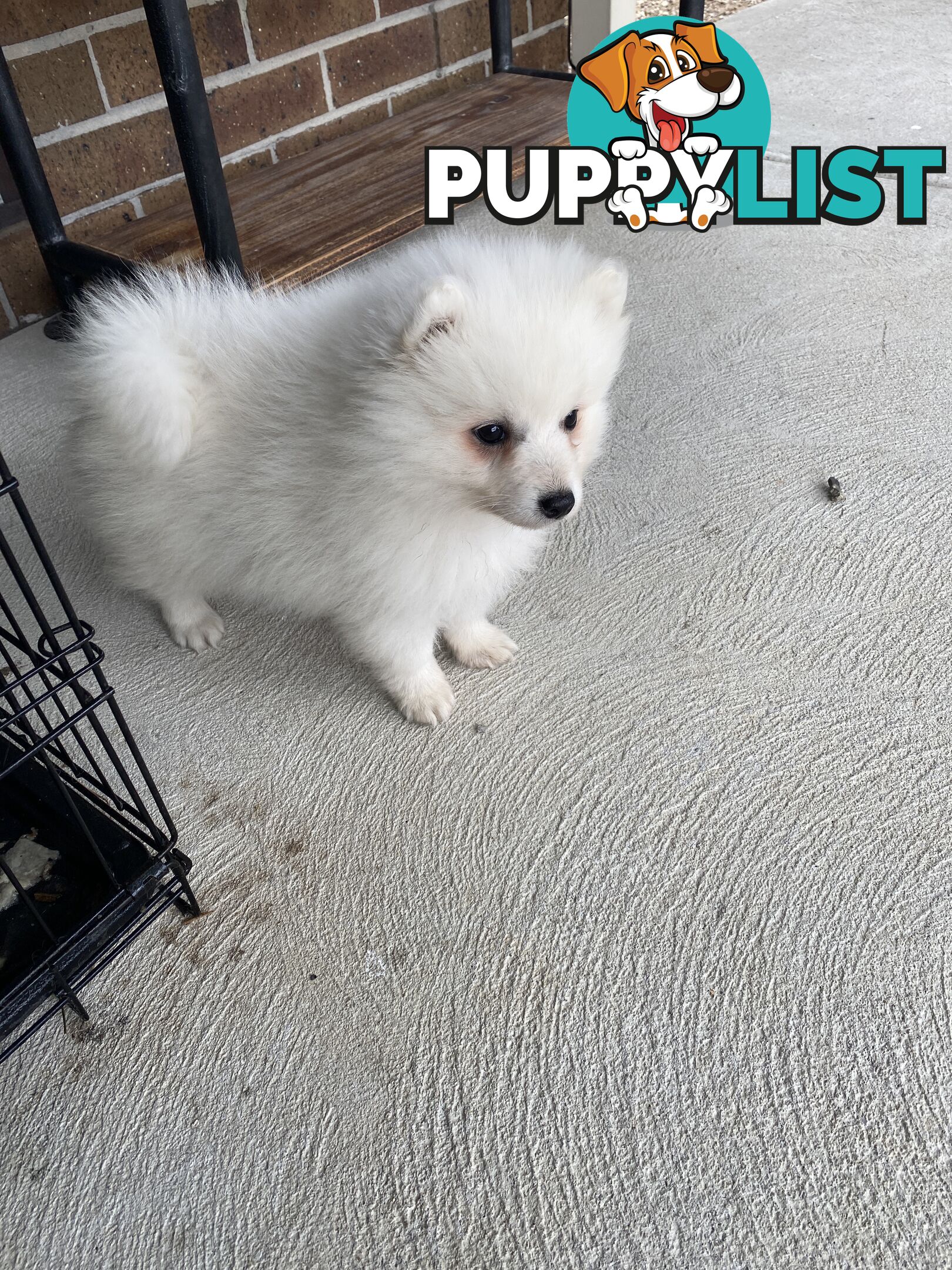 Pure bred Japanese Spitz