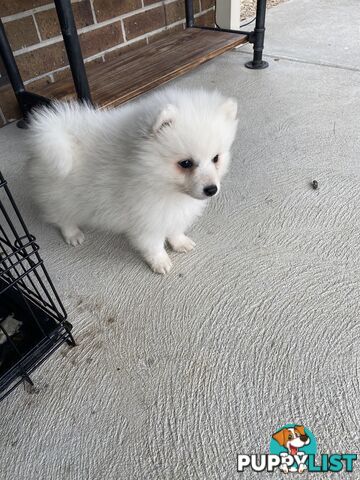 Pure bred Japanese Spitz