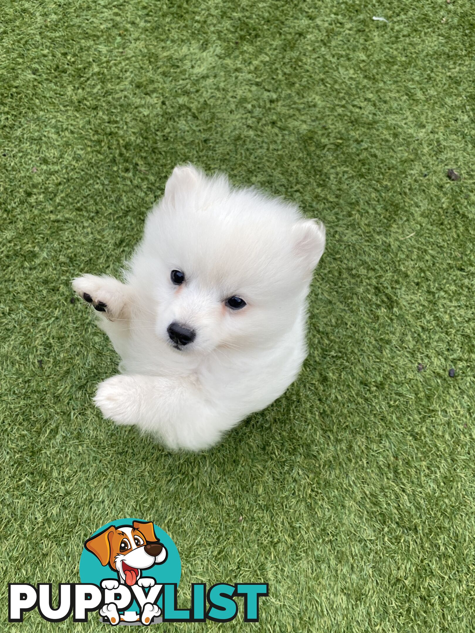 Pure bred Japanese Spitz