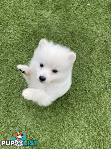 Pure bred Japanese Spitz