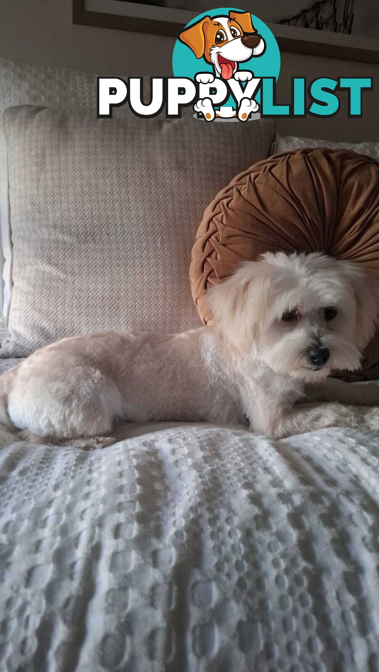 Moodle puppy