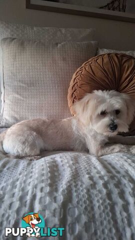 Moodle puppy