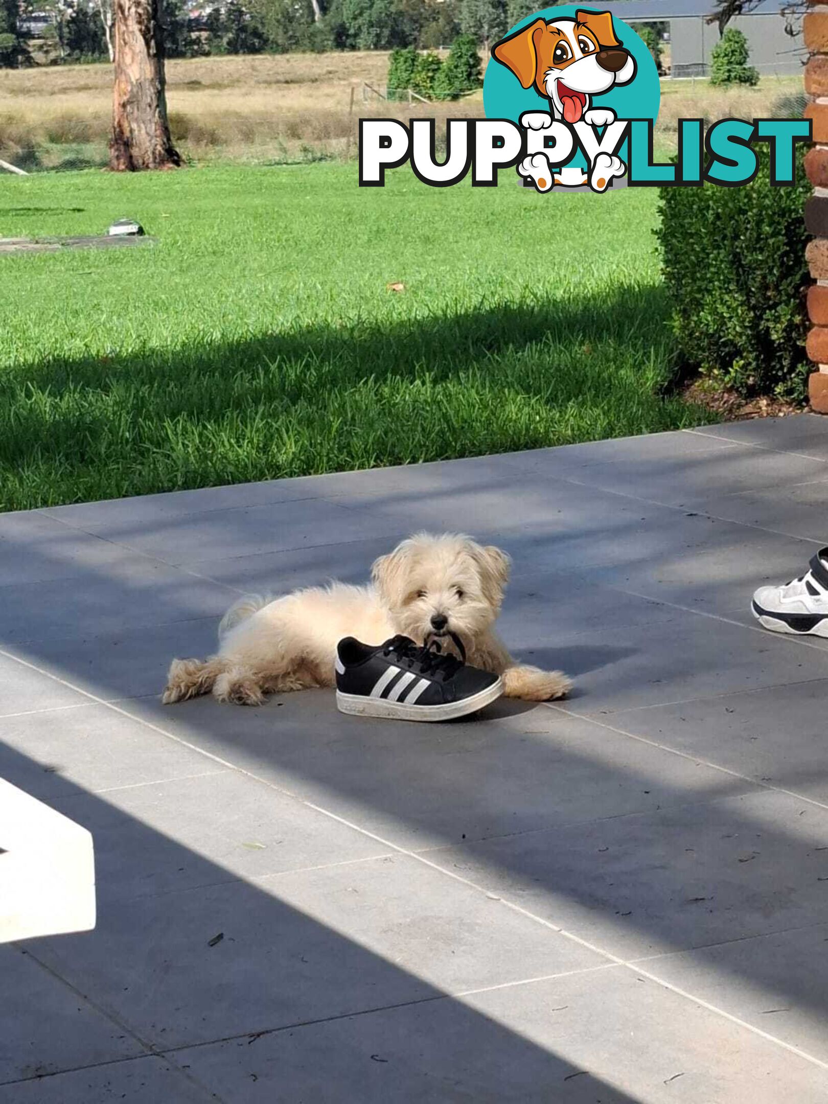 Moodle puppy