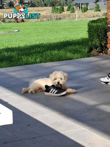 Moodle puppy