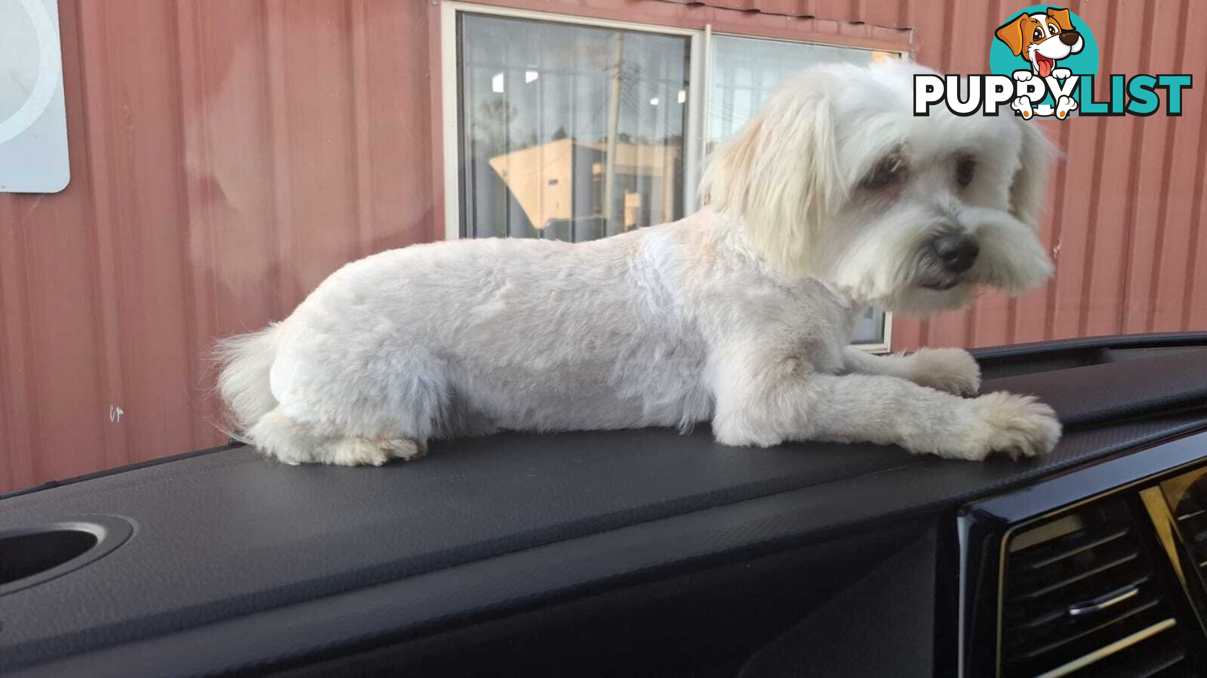 Moodle puppy