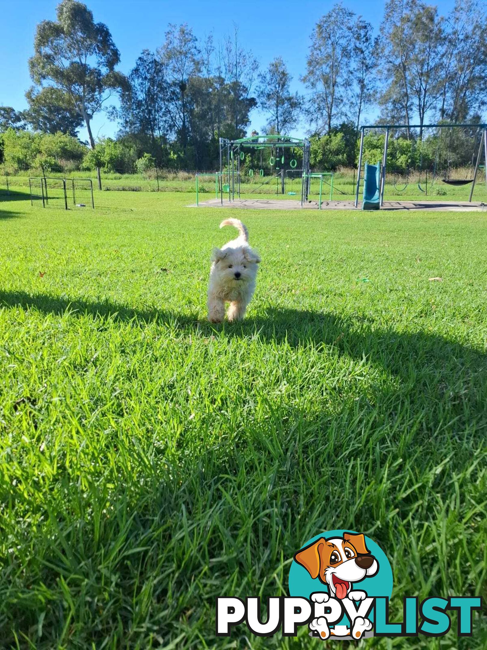 Moodle puppy