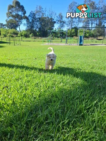 Moodle puppy