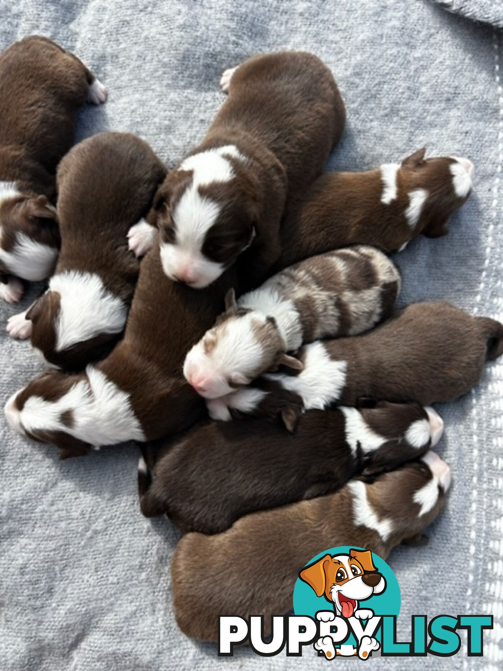 Border collie pups