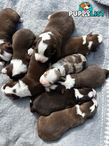 Border collie pups