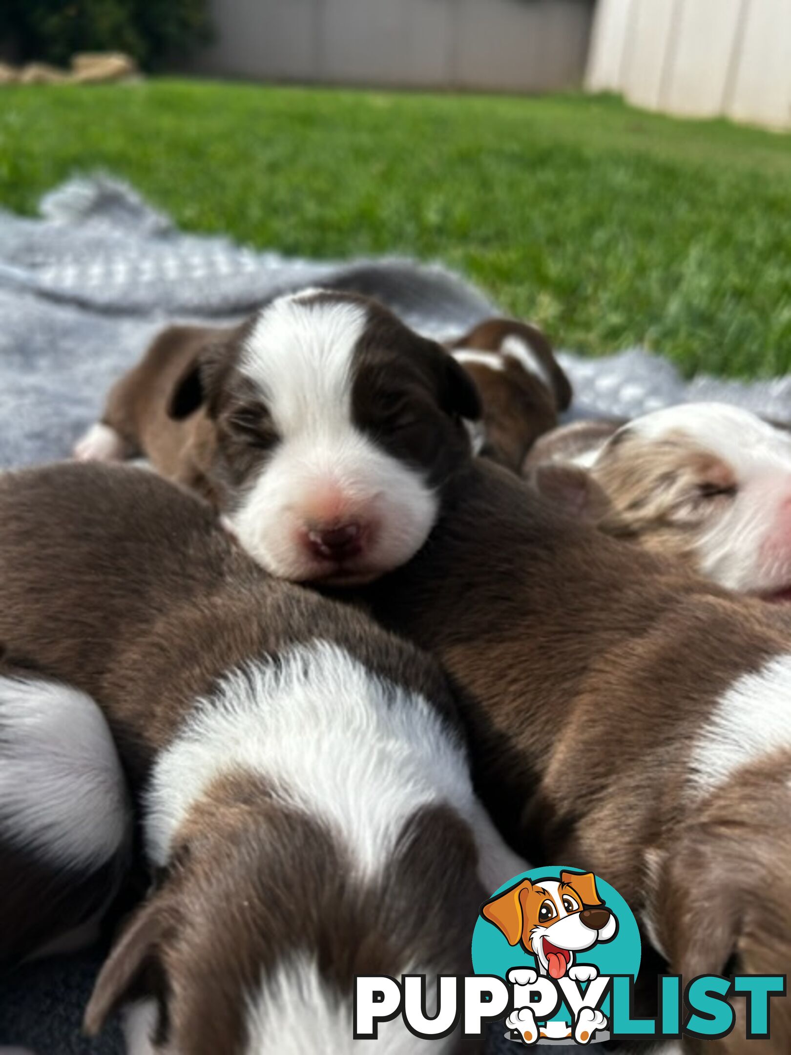 Border collie pups