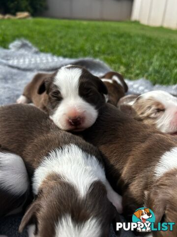 Border collie pups