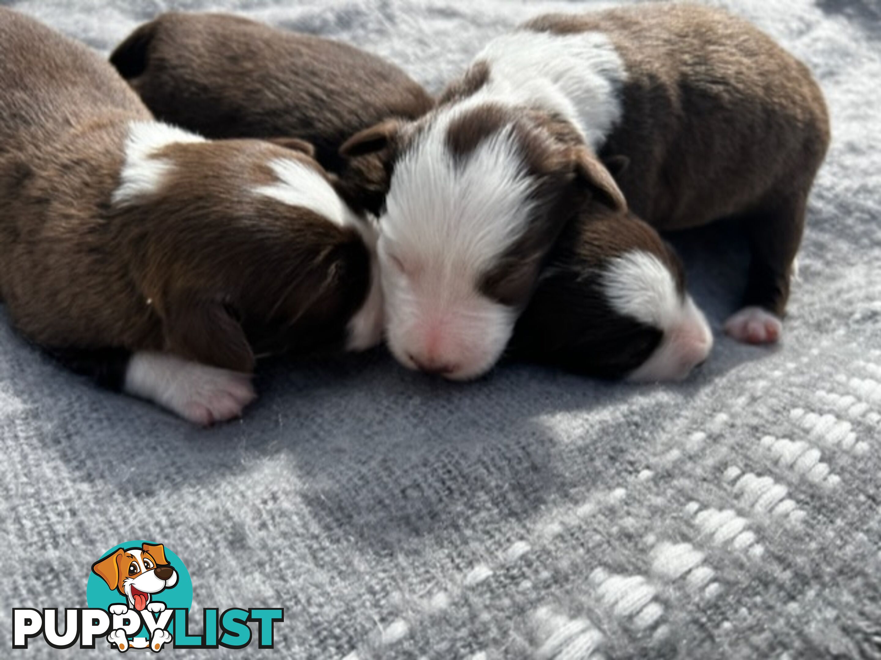 Border collie pups