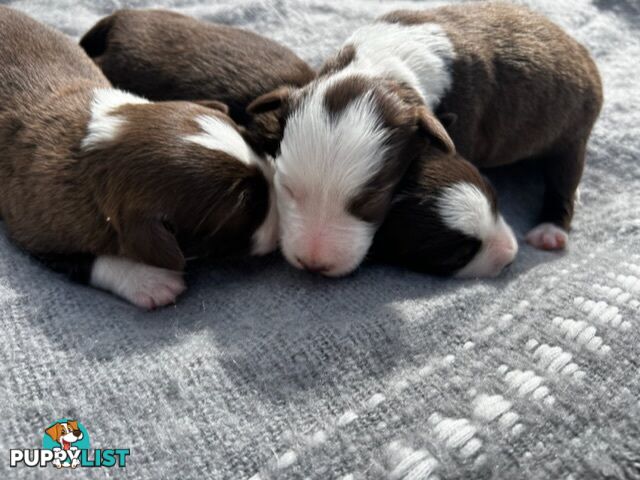 Border collie pups