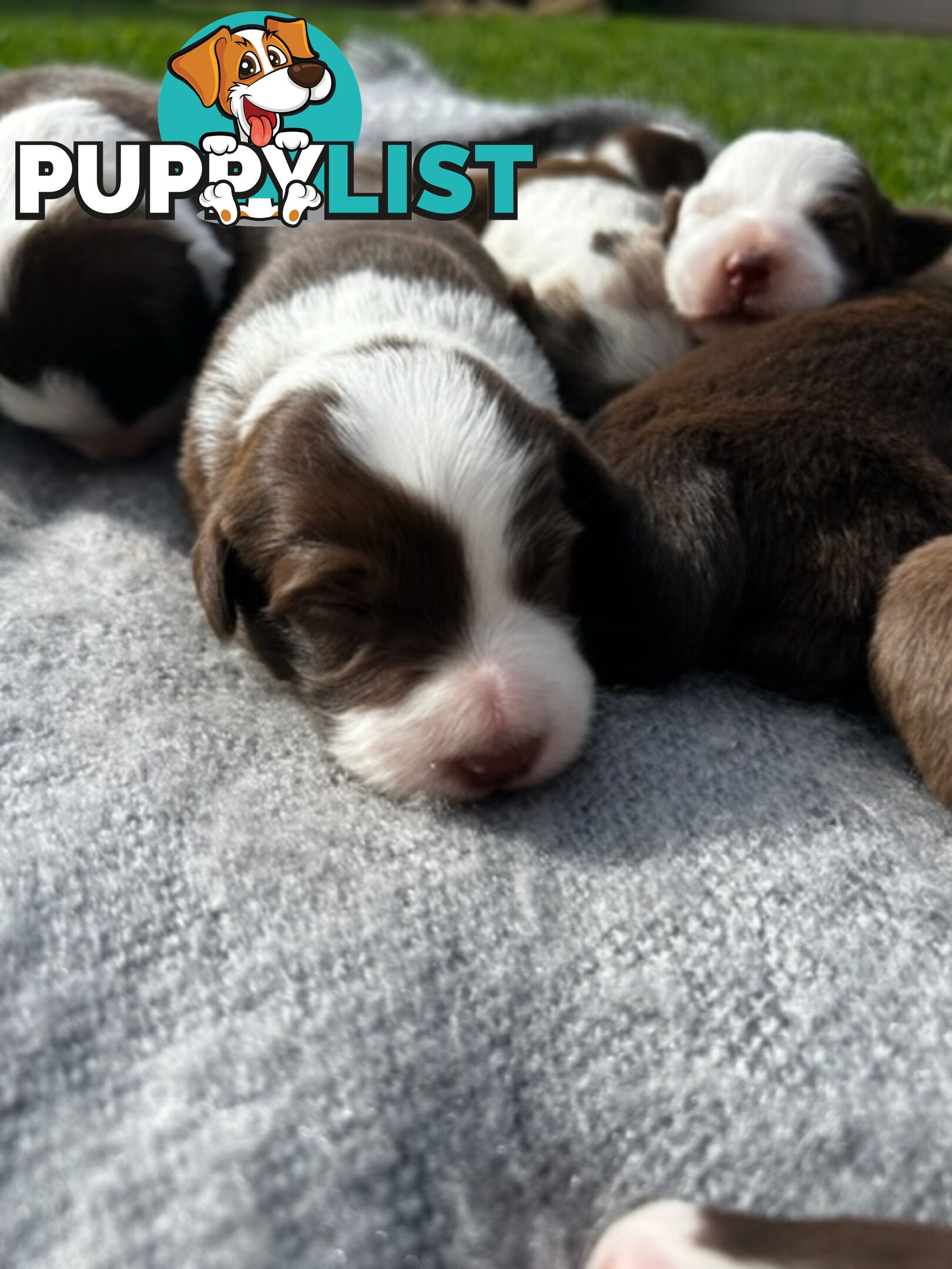 Border collie pups