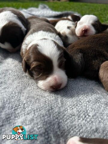 Border collie pups