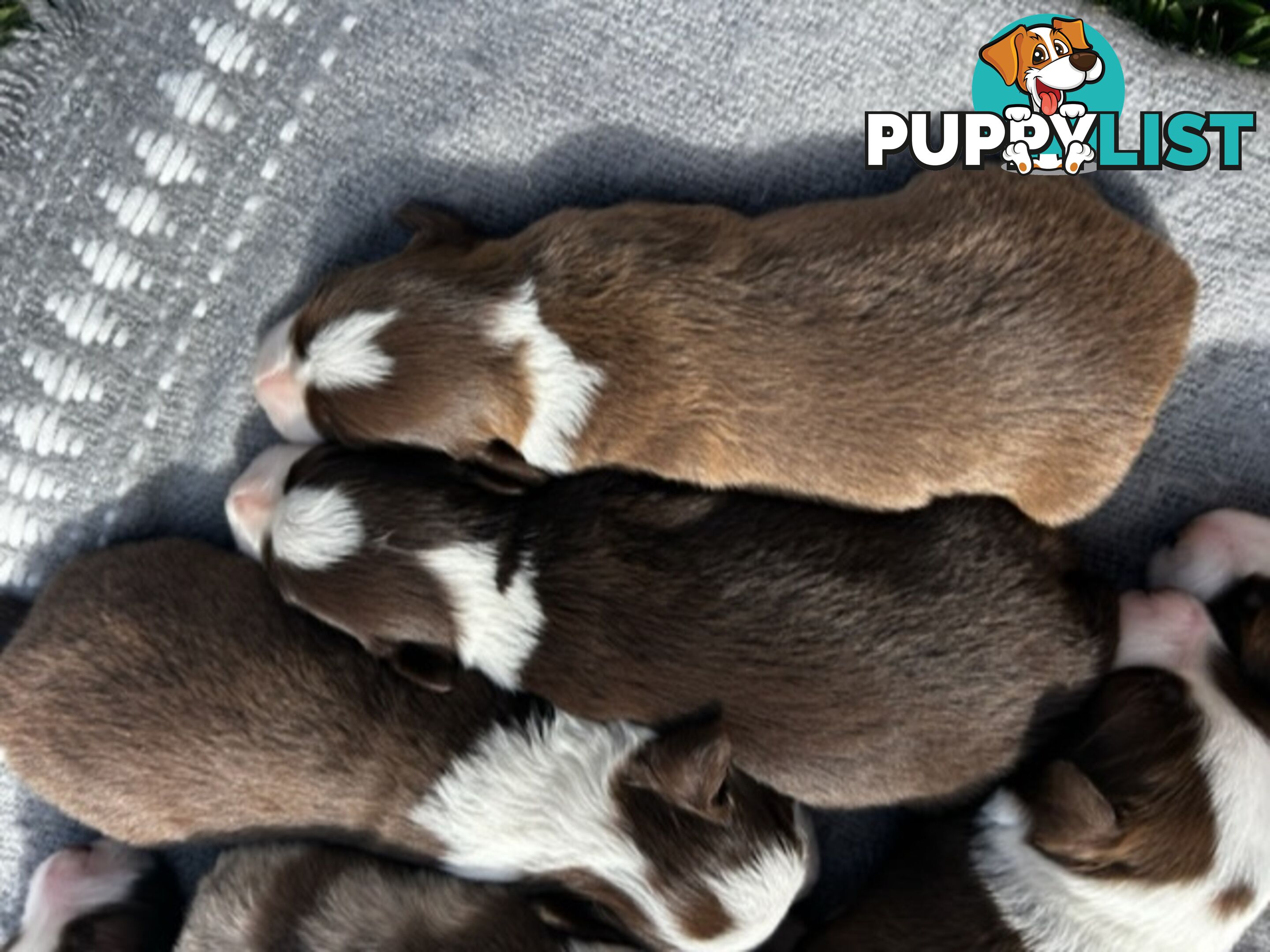 Border collie pups