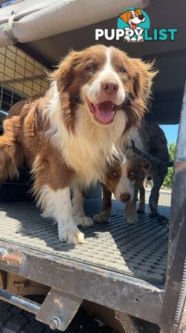 Border collie pups