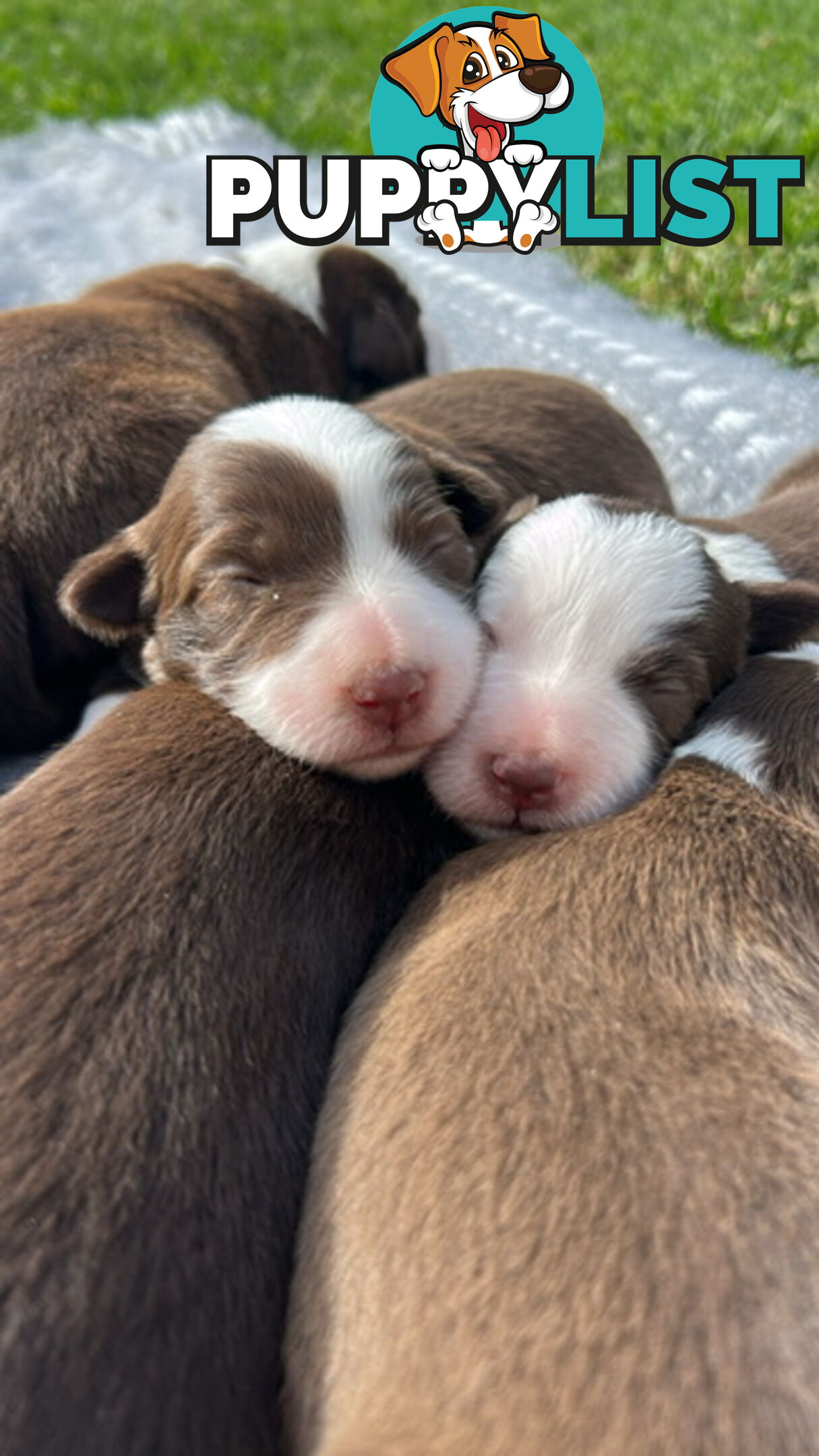 Border collie pups