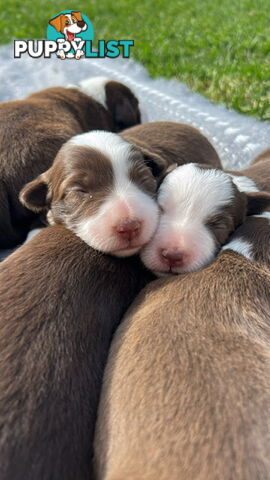 Border collie pups