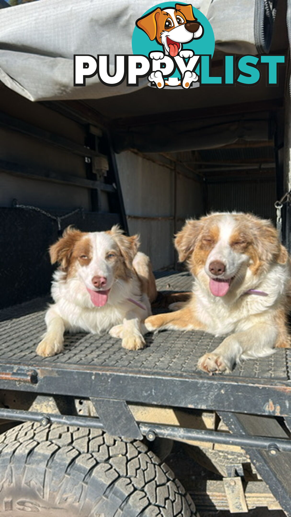 Border collie pups