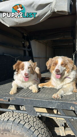 Border collie pups