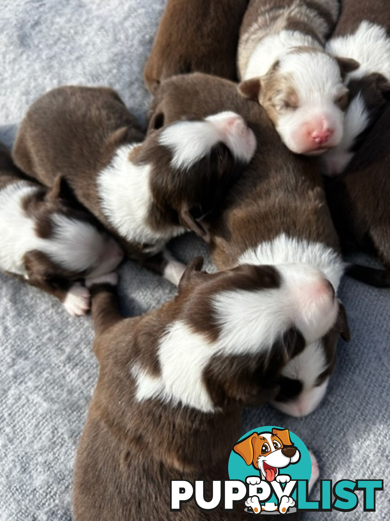 Border collie pups