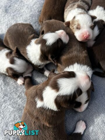 Border collie pups