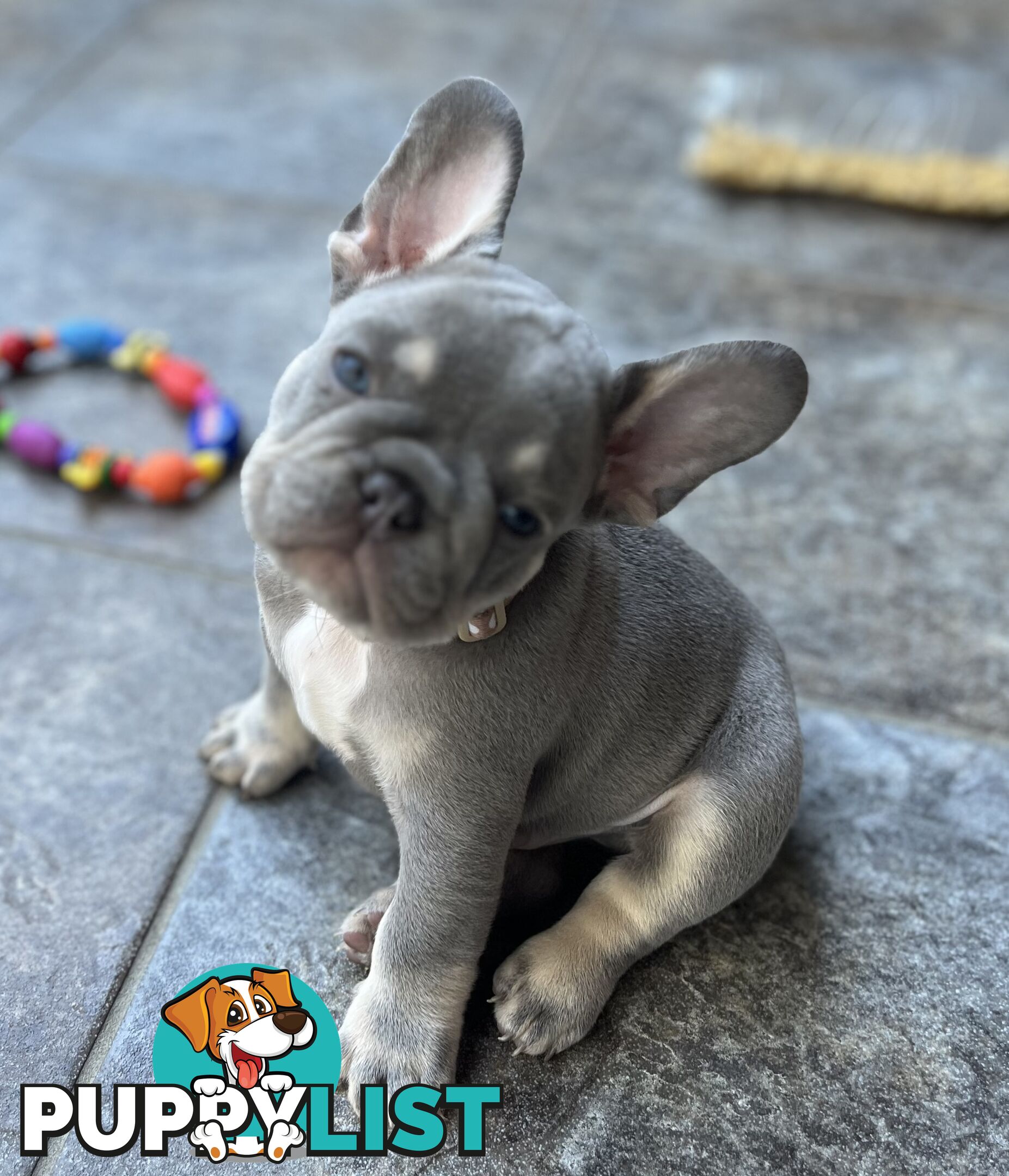 Beautiful French bulldog