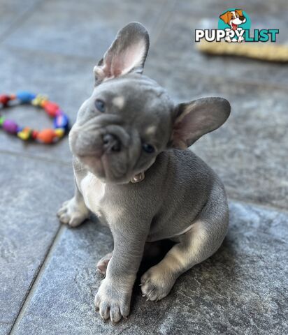 Beautiful French bulldog