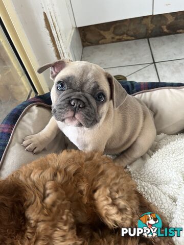 Beautiful French bulldog