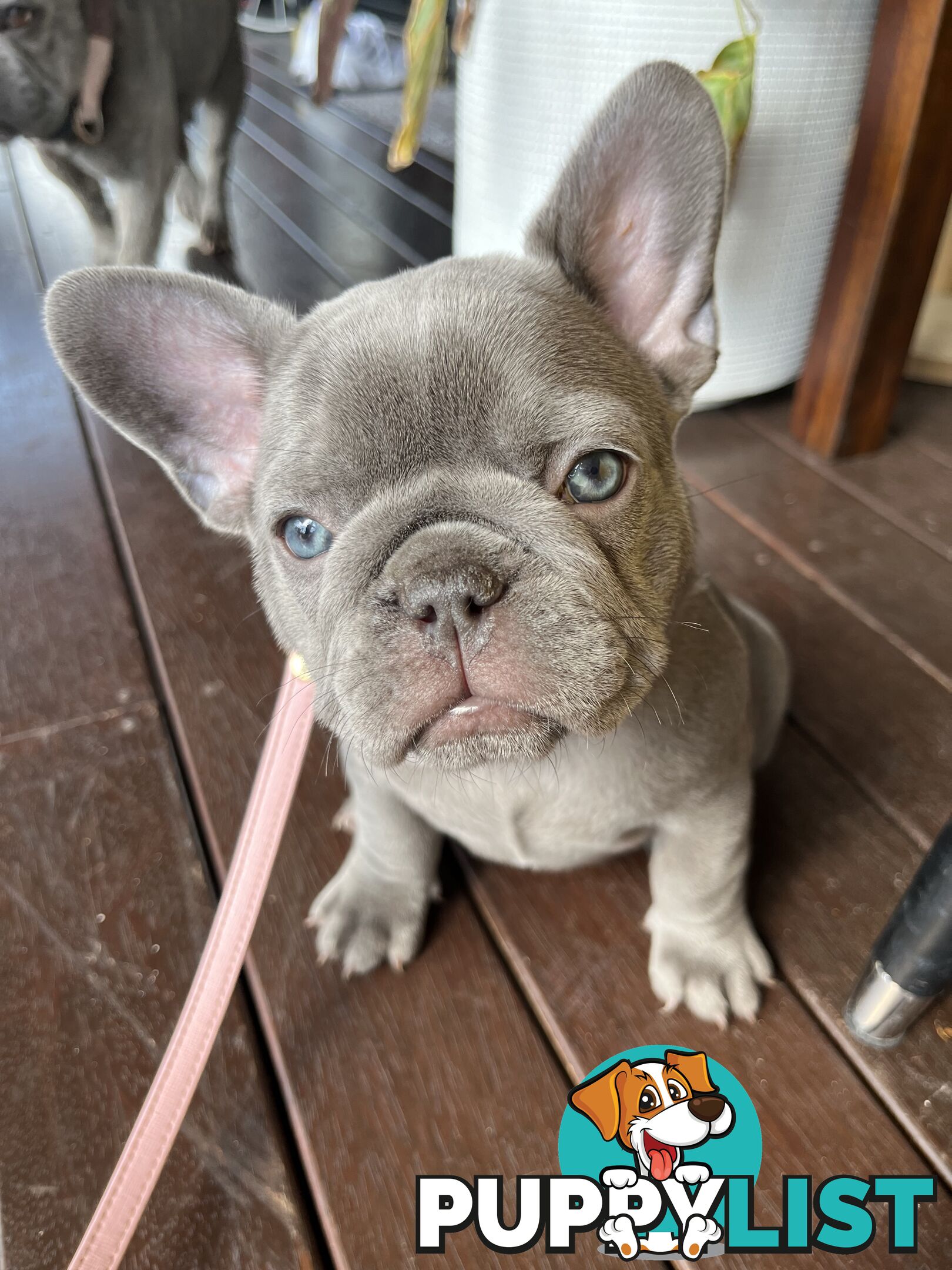 Beautiful French bulldog