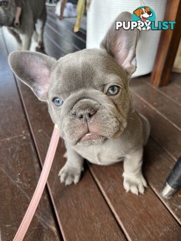 Beautiful French bulldog