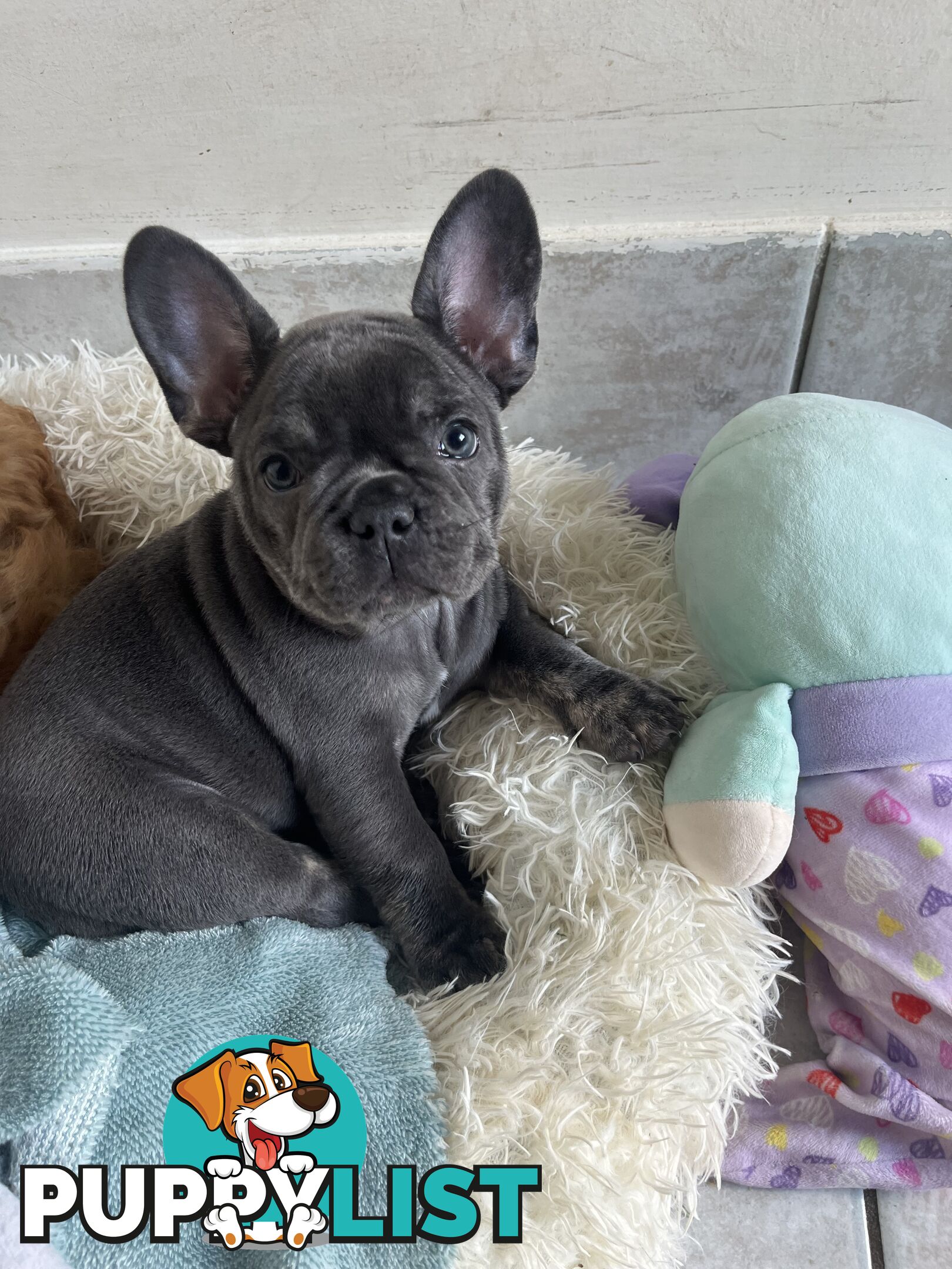 Beautiful French bulldog