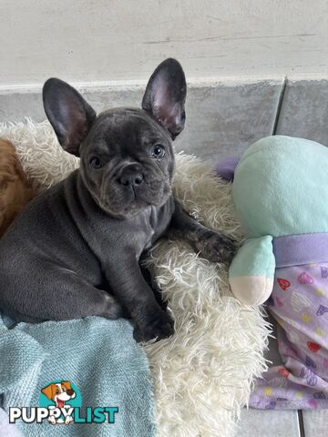 Beautiful French bulldog