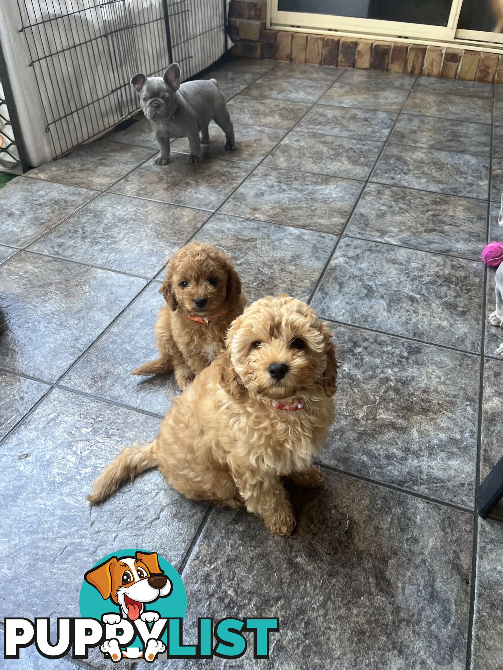 Beautiful cavoodles